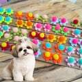 lacinho_pet_com_pompom