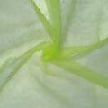 tecido_tule_delfim_verde_limao